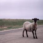  Sheep in Road