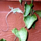 Green Lizard