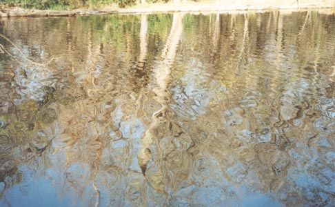 Reflection in Pond